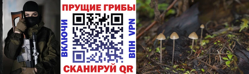 Галлюциногенные грибы Psilocybe  Купить закладки  Полевской 